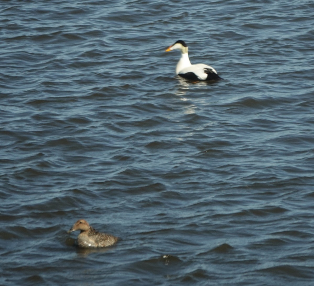 Common Eider - ML620641216