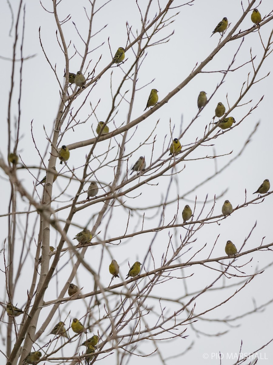 Black-chinned Siskin - ML620641217