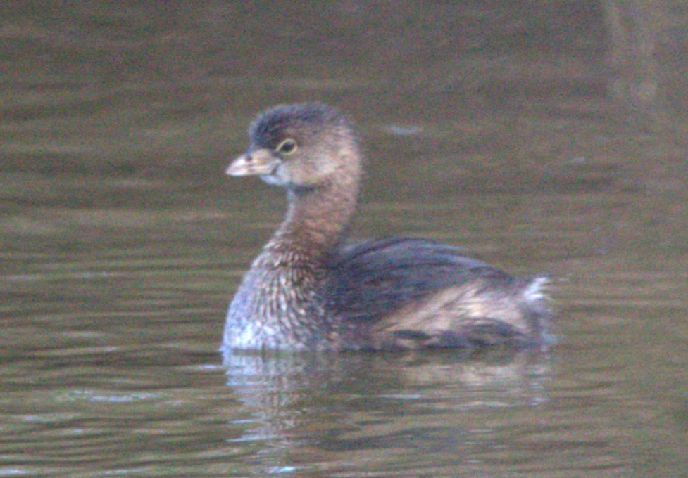 Pied-billed Grebe - ML620641218