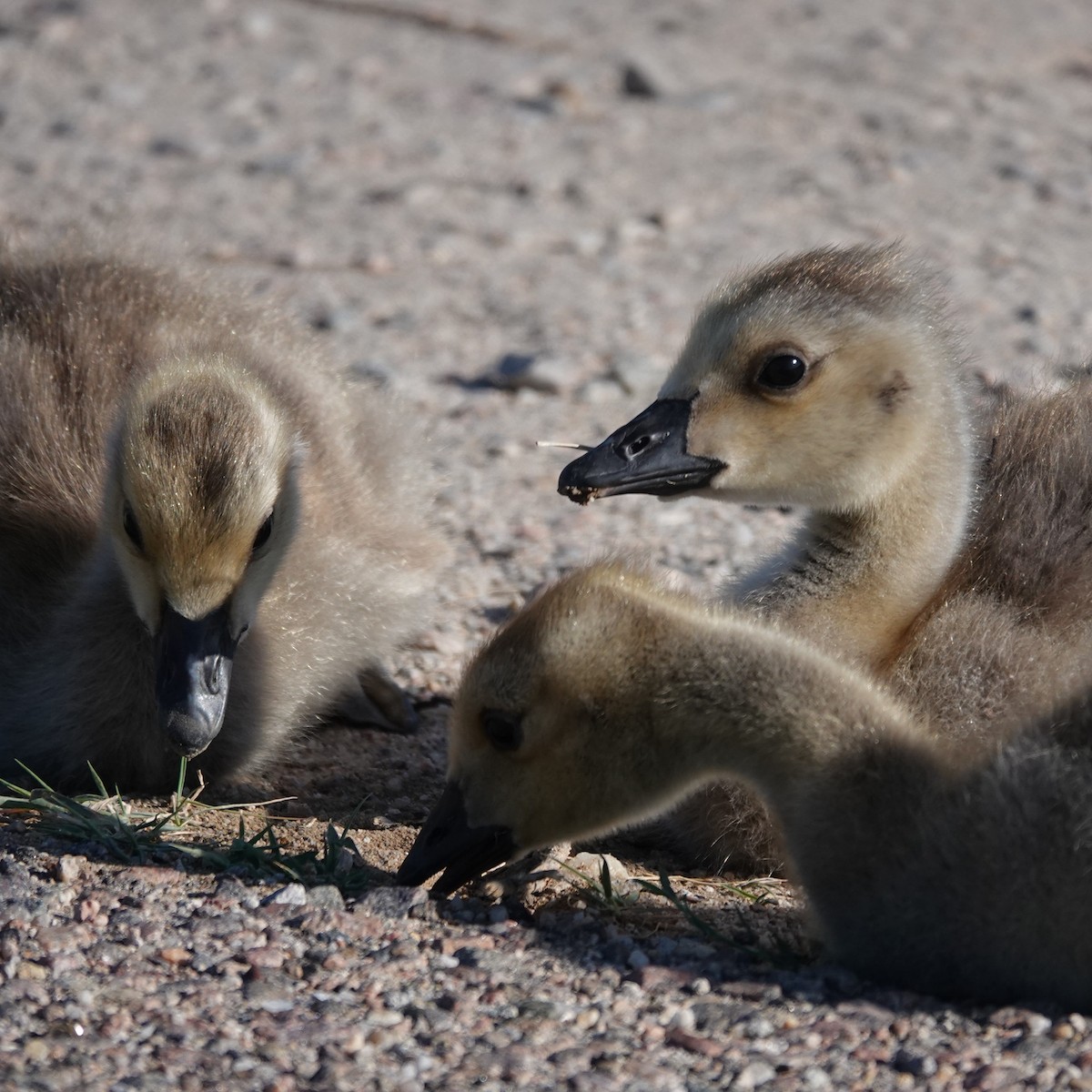 Canada Goose - ML620641219