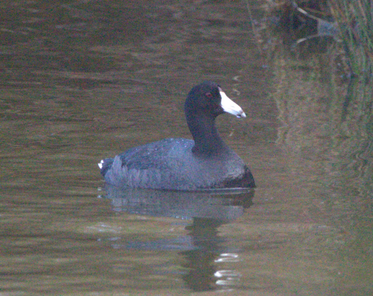 Foulque d'Amérique - ML620641220