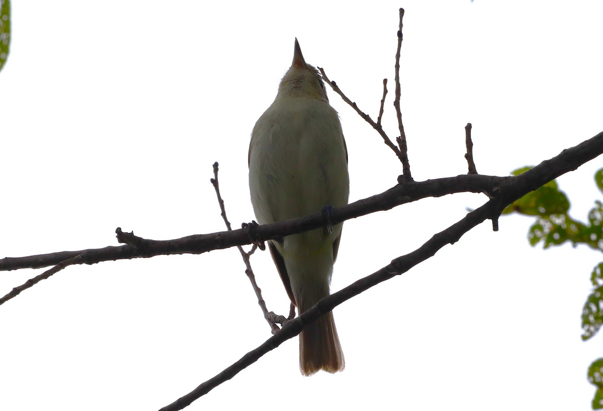 Warbling Vireo - ML620641225