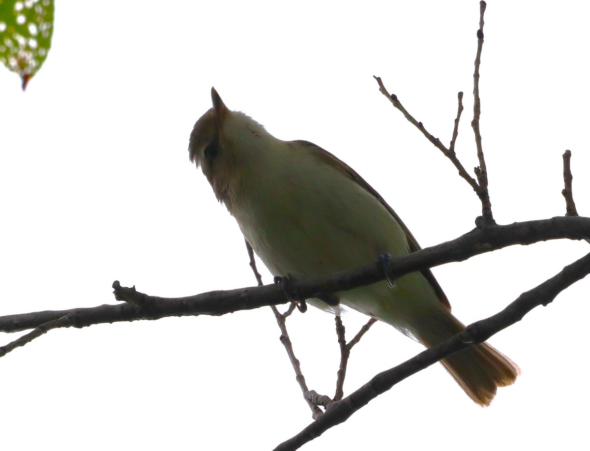 Vireo Gorjeador - ML620641227