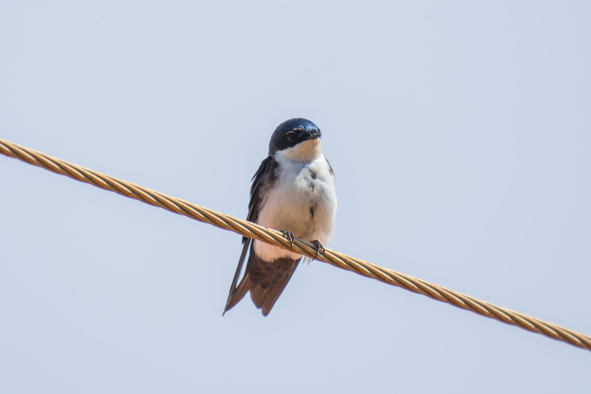 Blue-and-white Swallow - ML620641228