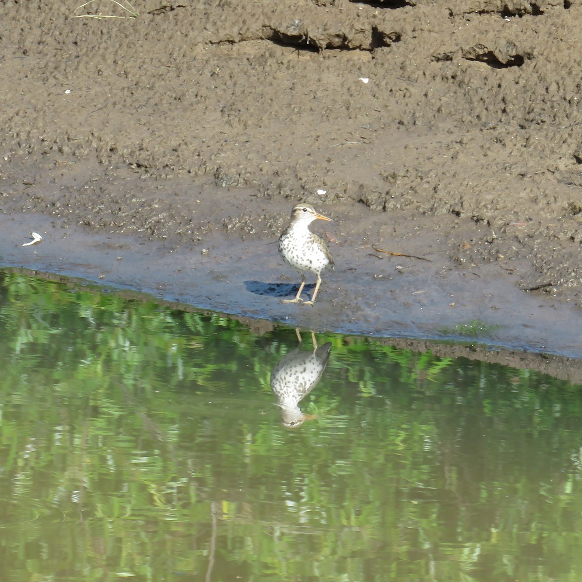 Spotted Sandpiper - ML620641229