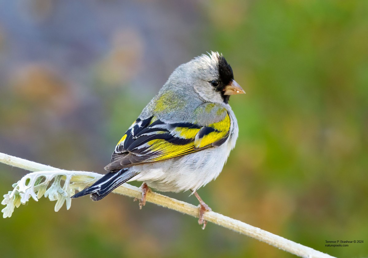 Lawrence's Goldfinch - ML620641230