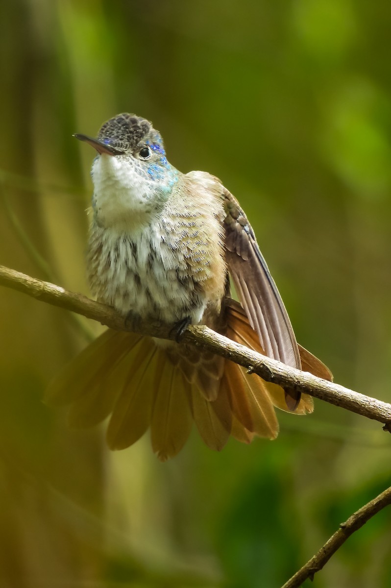 Azure-crowned Hummingbird - ML620641231