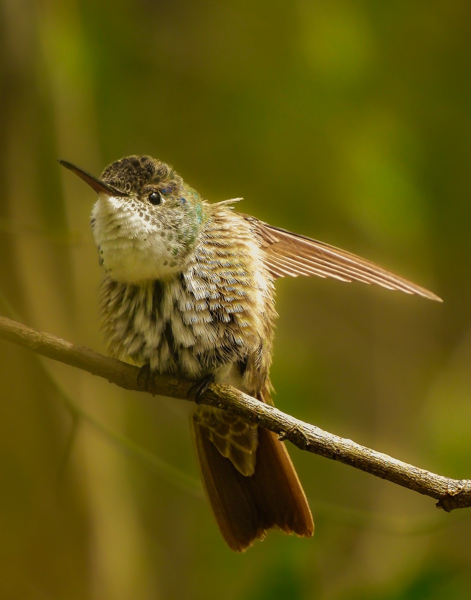 kolibřík azurovotemenný - ML620641232