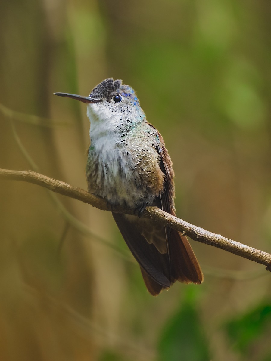 Azure-crowned Hummingbird - ML620641233