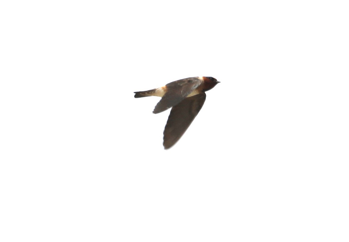 Cliff Swallow - ML620641236