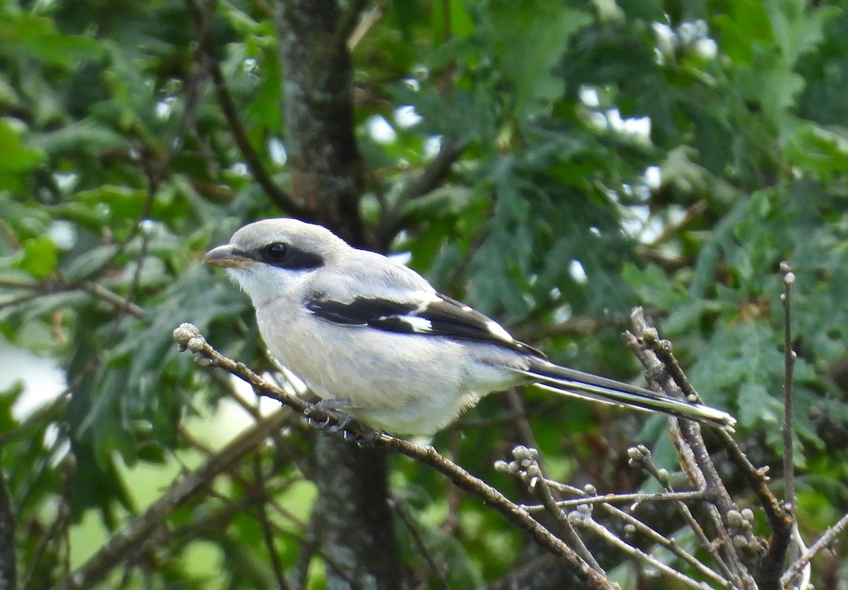 Iberian Gray Shrike - Pablo García (PGR)