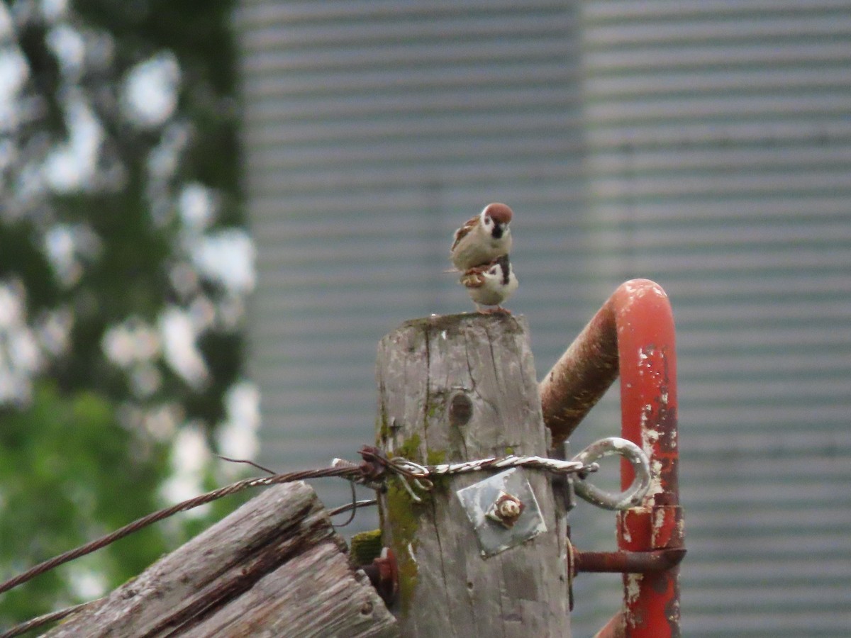 Eurasian Tree Sparrow - ML620641253