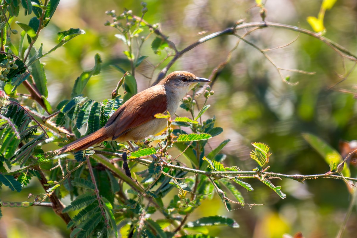 Yellow-chinned Spinetail - ML620641254