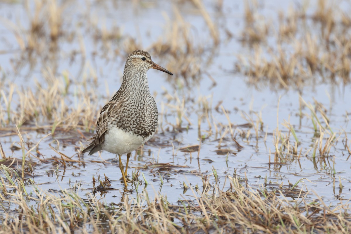 Graubrust-Strandläufer - ML620641256