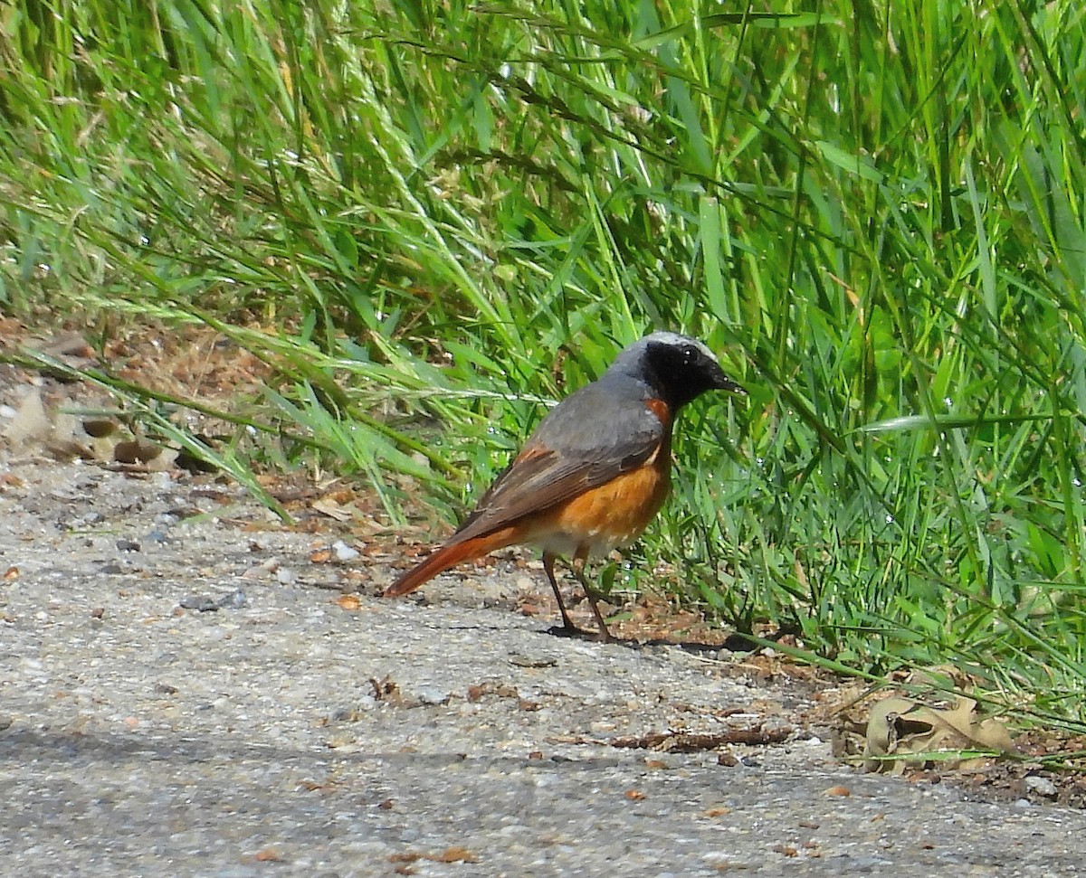 Common Redstart - Pablo García (PGR)