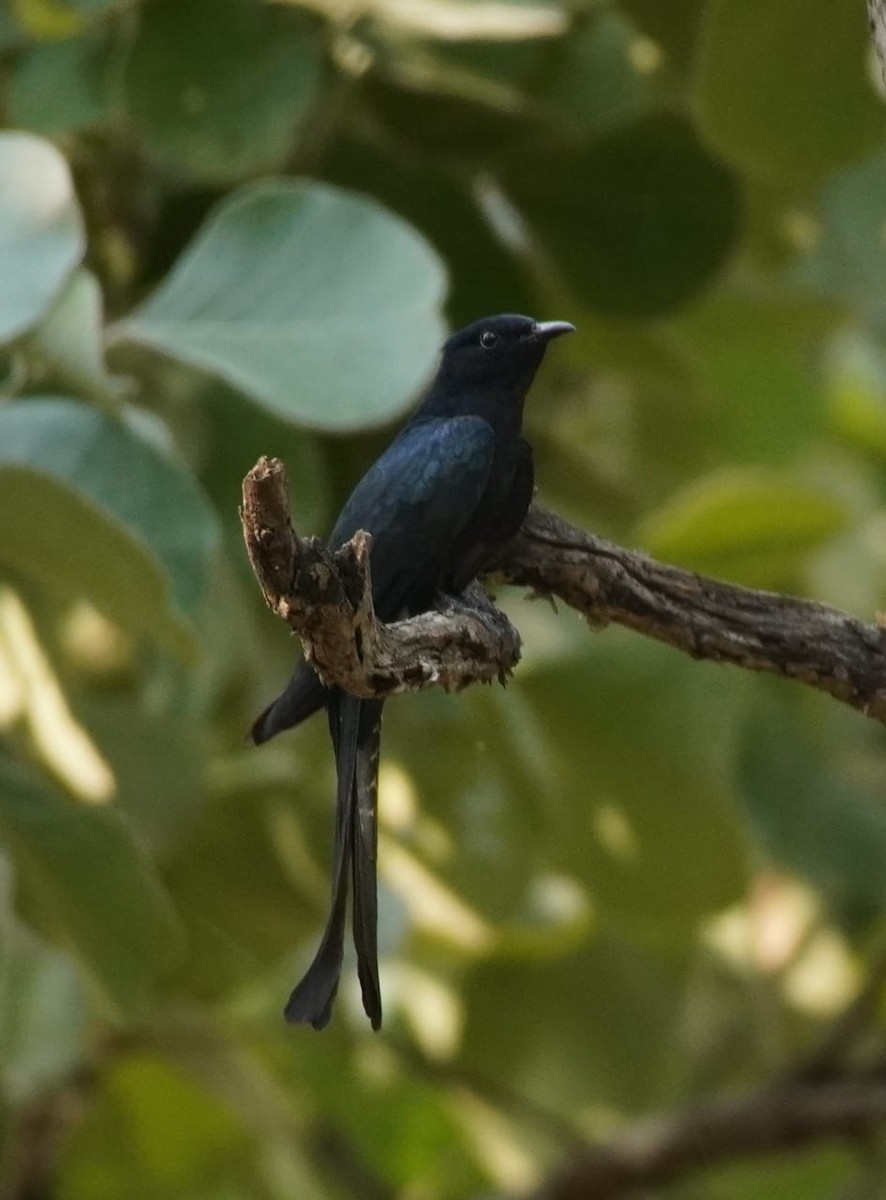 Fork-tailed Drongo-Cuckoo - Fulchand Shiv