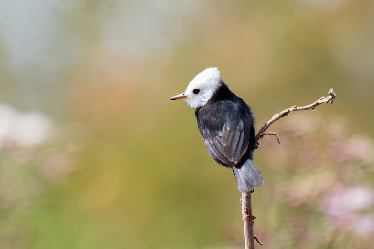 White-headed Marsh Tyrant - ML620641260