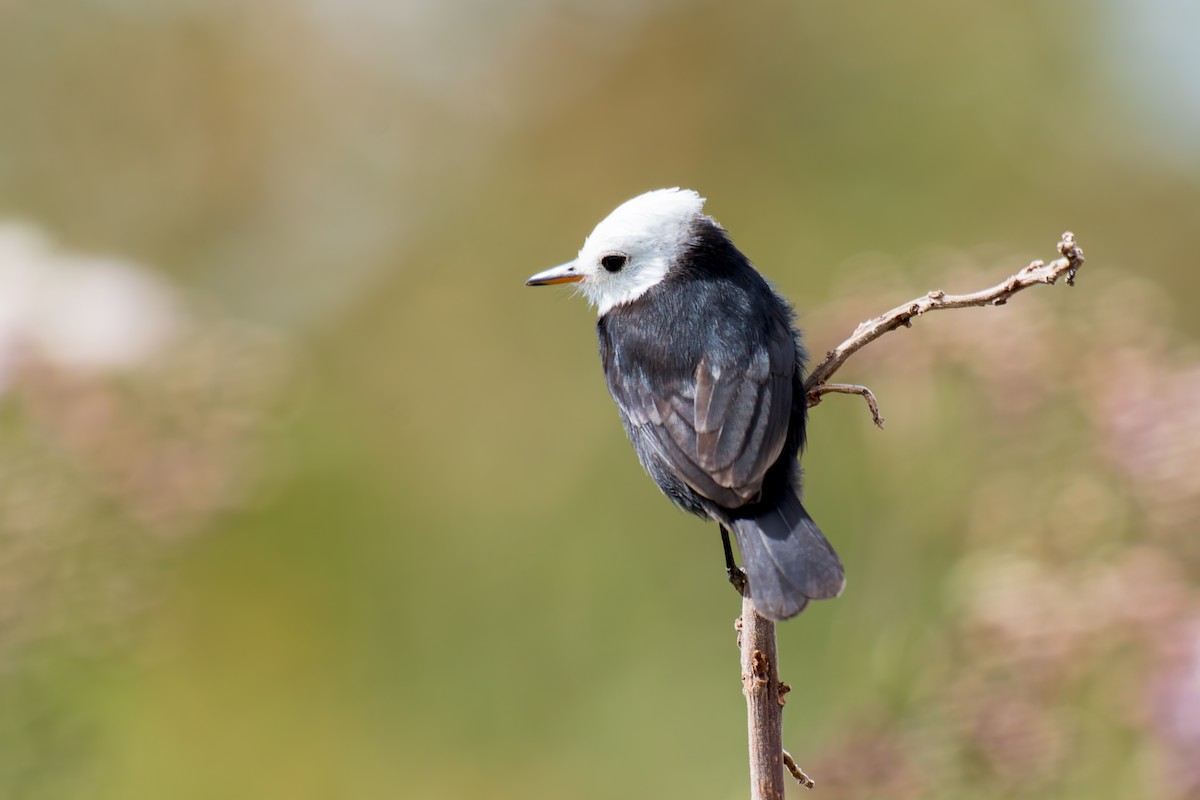 White-headed Marsh Tyrant - ML620641261