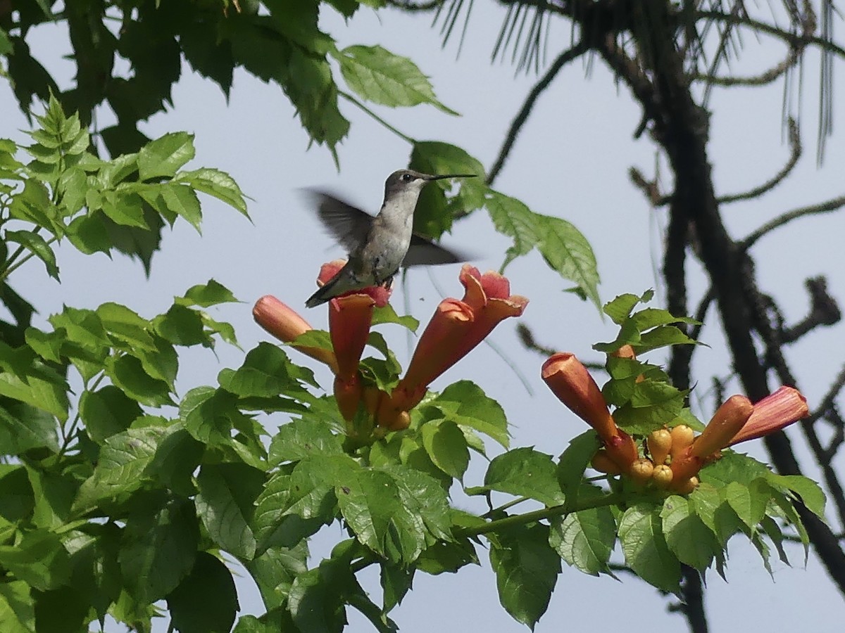 Colibri à gorge rubis - ML620641262