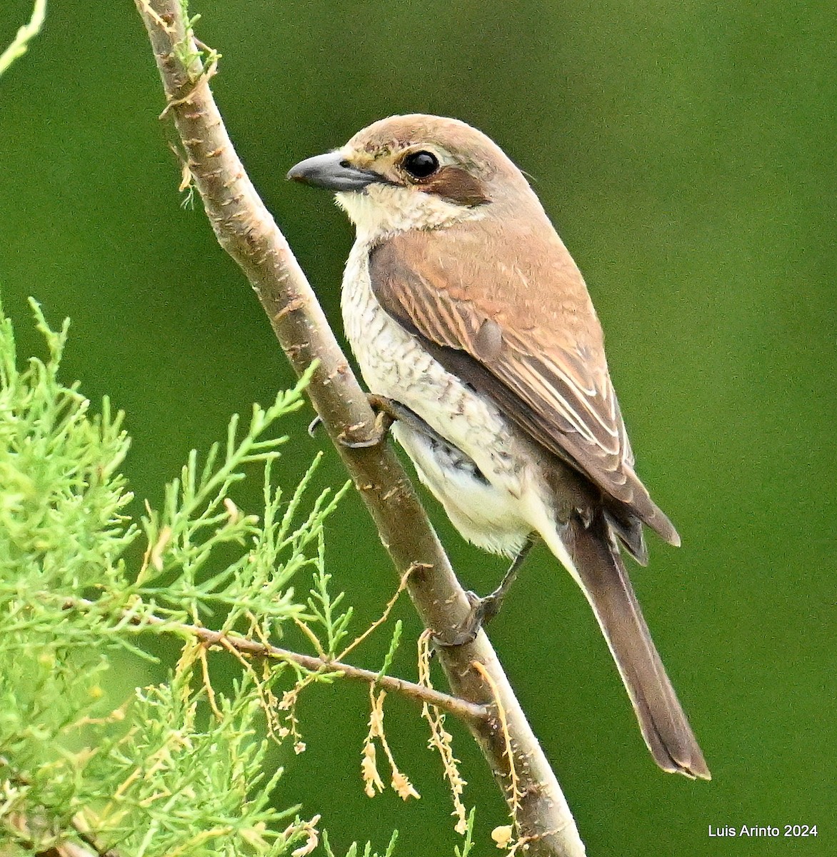 Red-backed Shrike - ML620641270