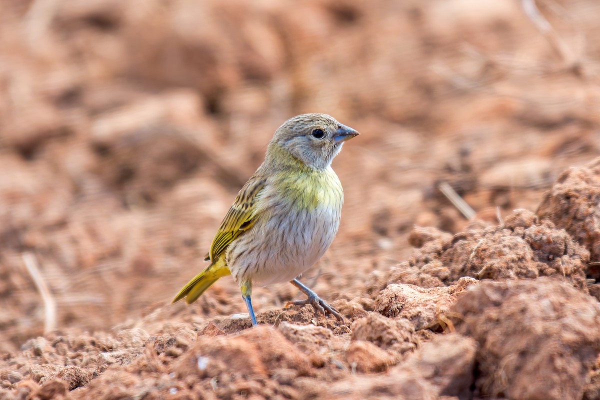 Saffron Finch - ML620641272