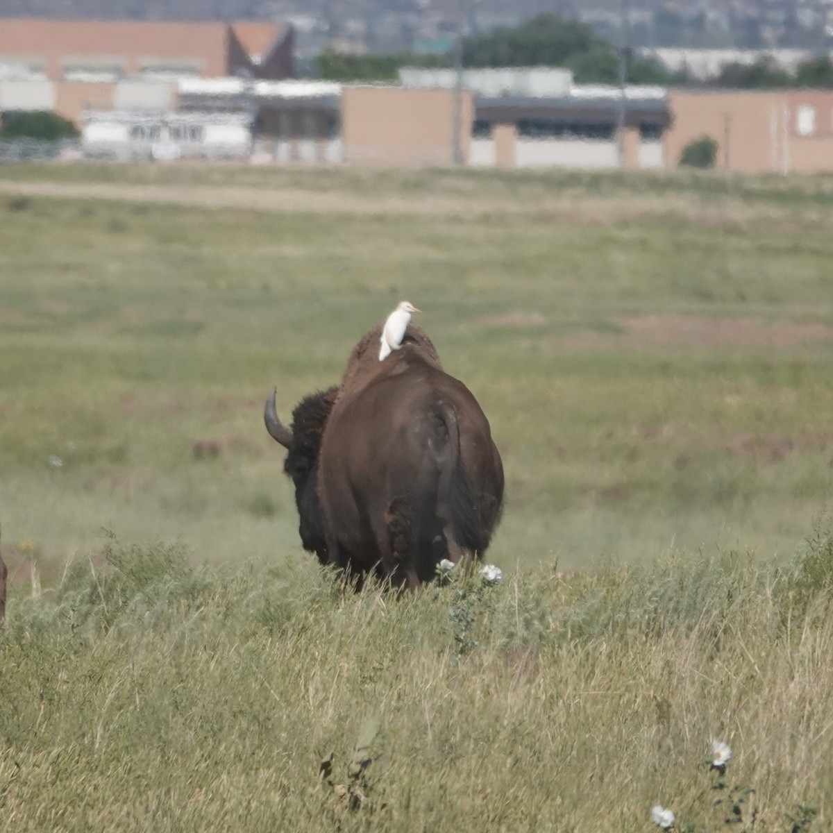 Western Cattle Egret - ML620641273