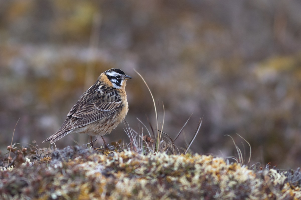 Smith's Longspur - ML620641279