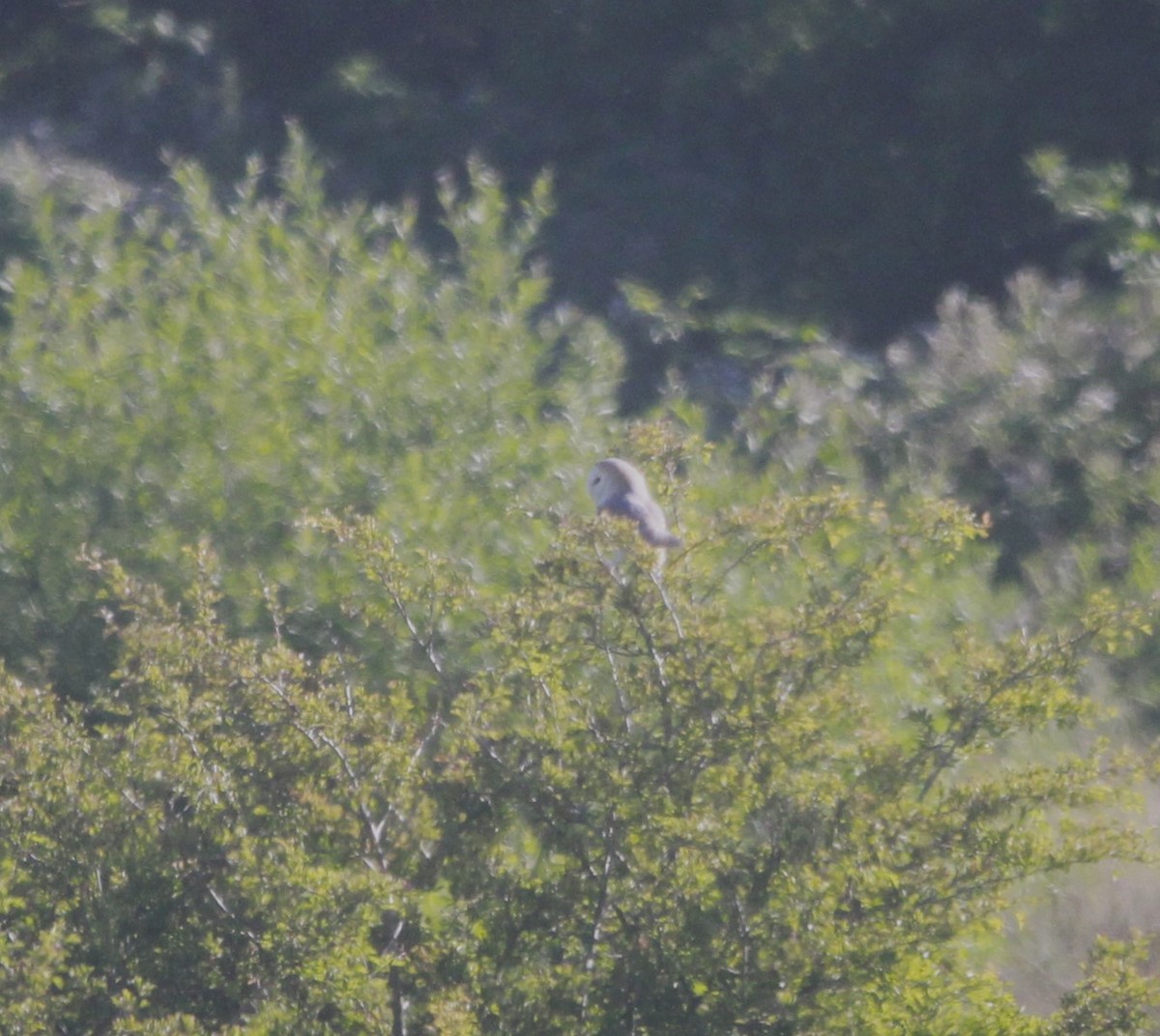 Barn Owl - ML620641280