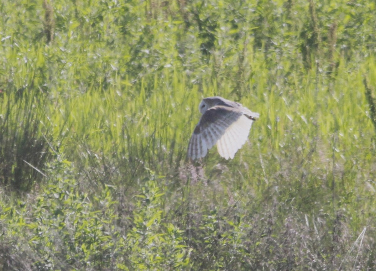 Barn Owl - ML620641281