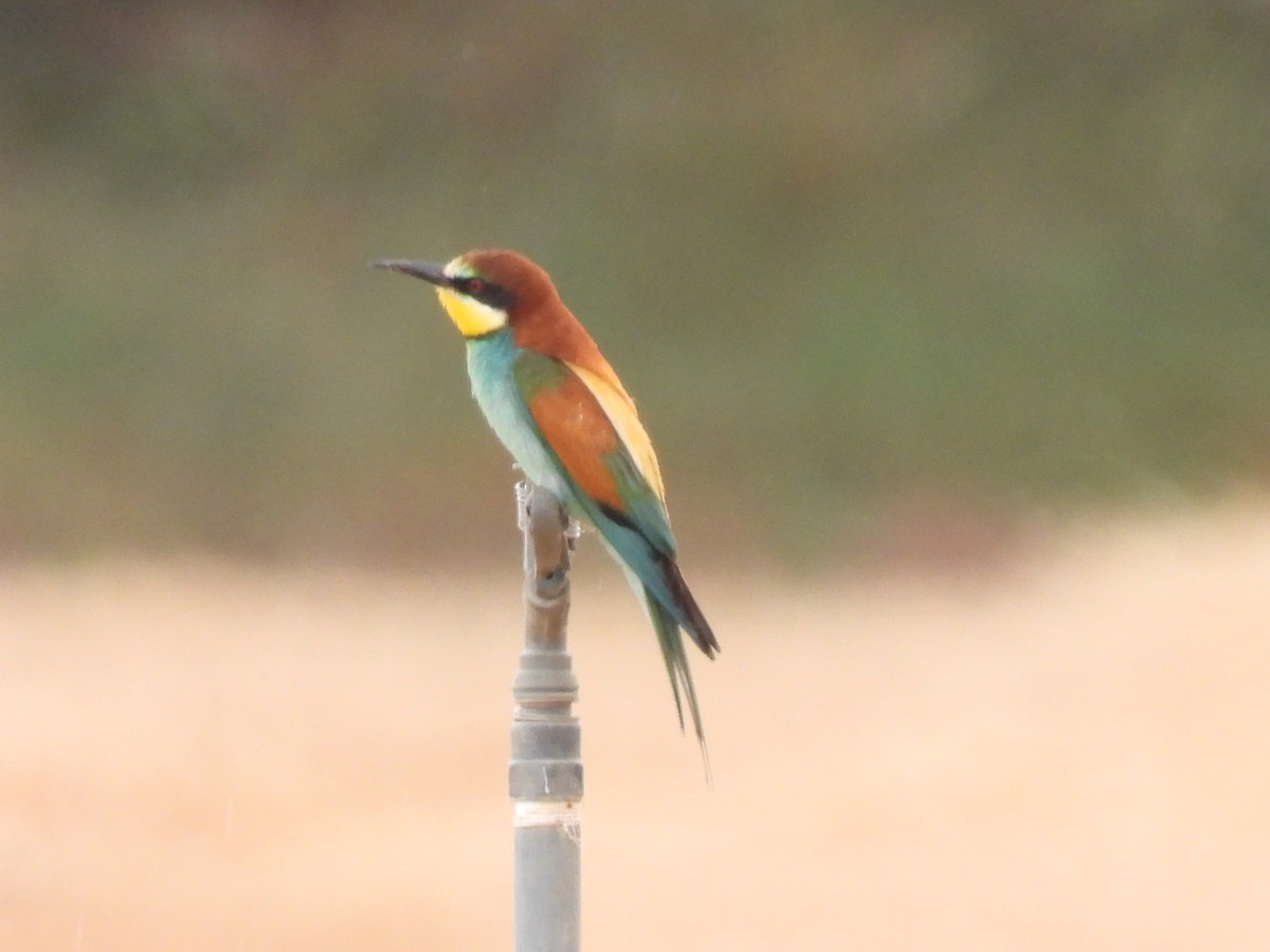 European Bee-eater - ML620641289