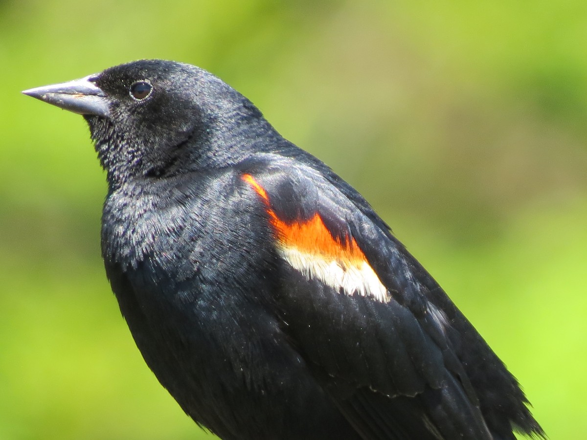 Red-winged Blackbird - ML620641290