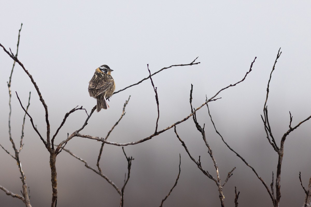 Smith's Longspur - ML620641292