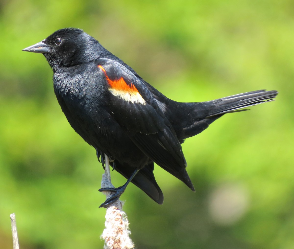 Red-winged Blackbird - ML620641293