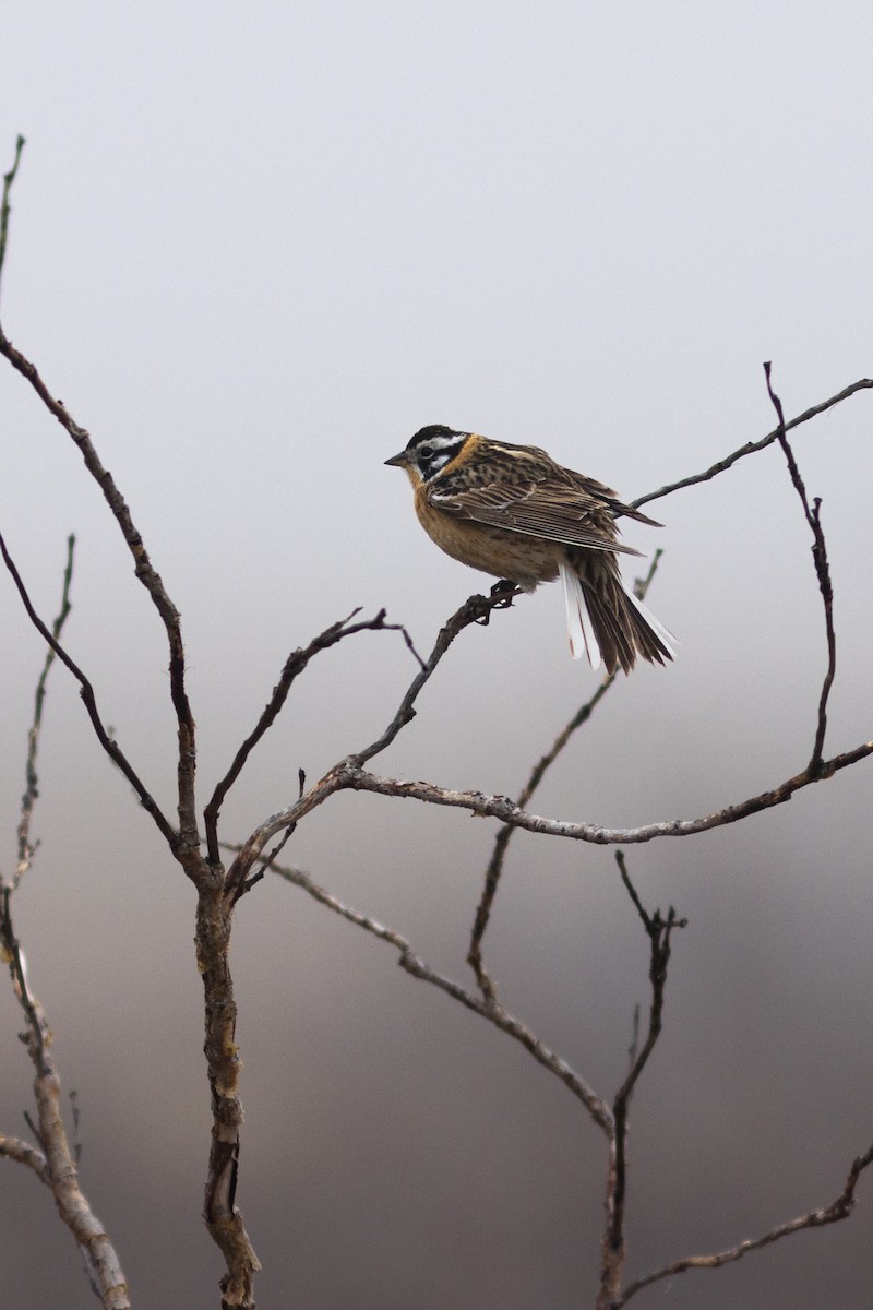 Smith's Longspur - ML620641294