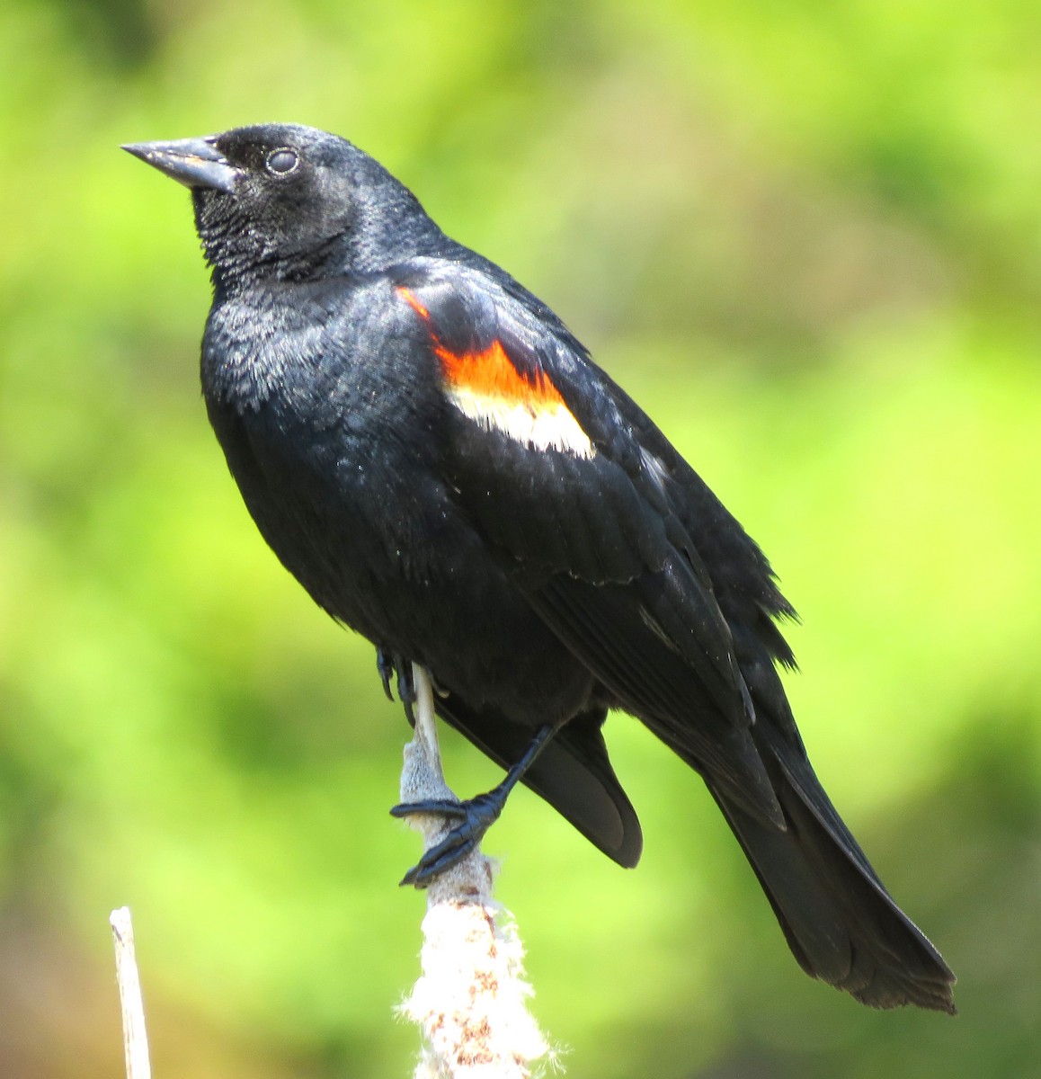 Red-winged Blackbird - ML620641295