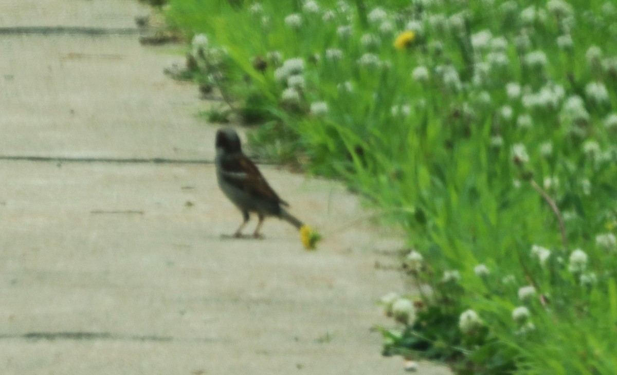 House Sparrow - ML620641296