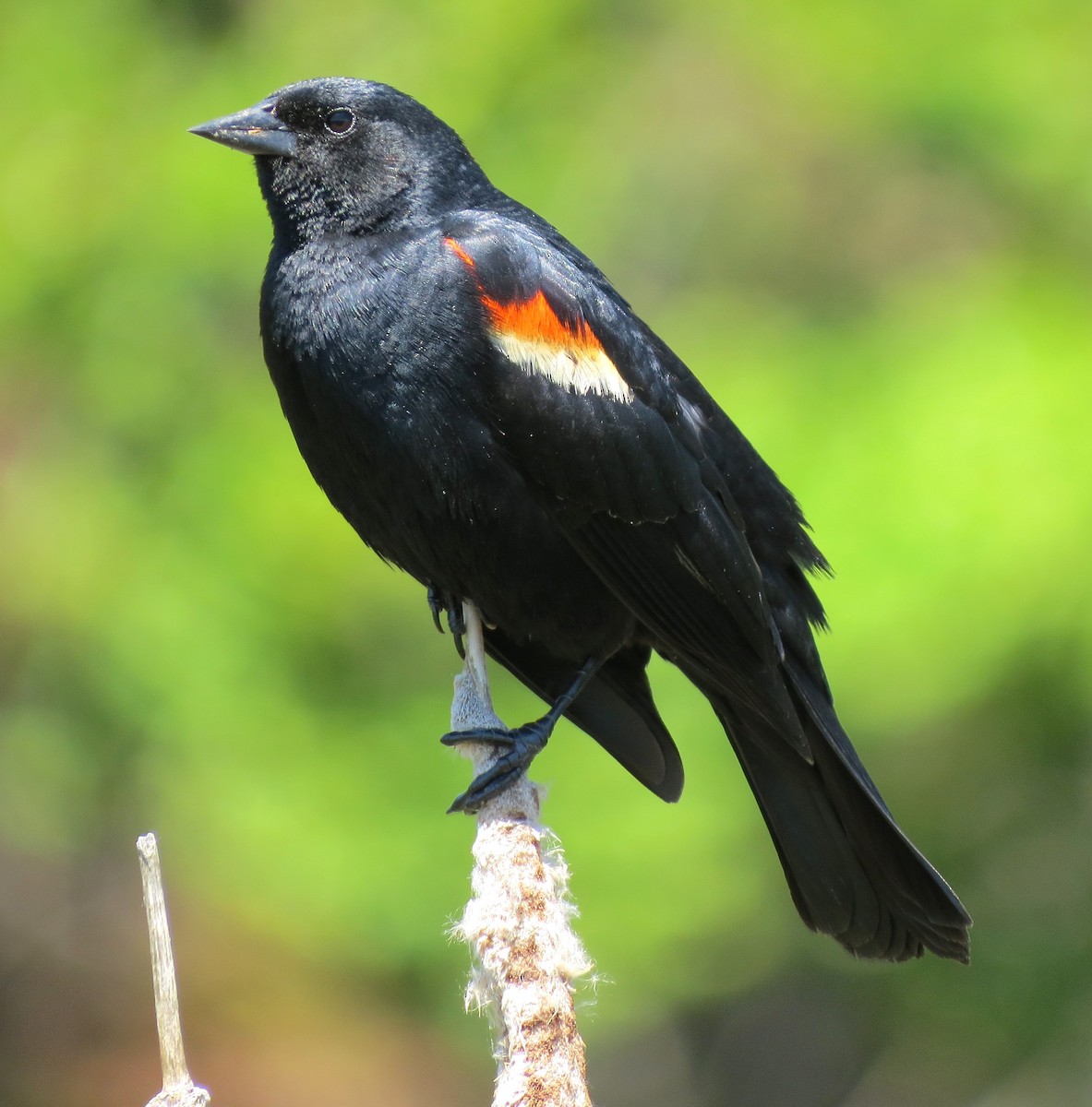Red-winged Blackbird - ML620641302