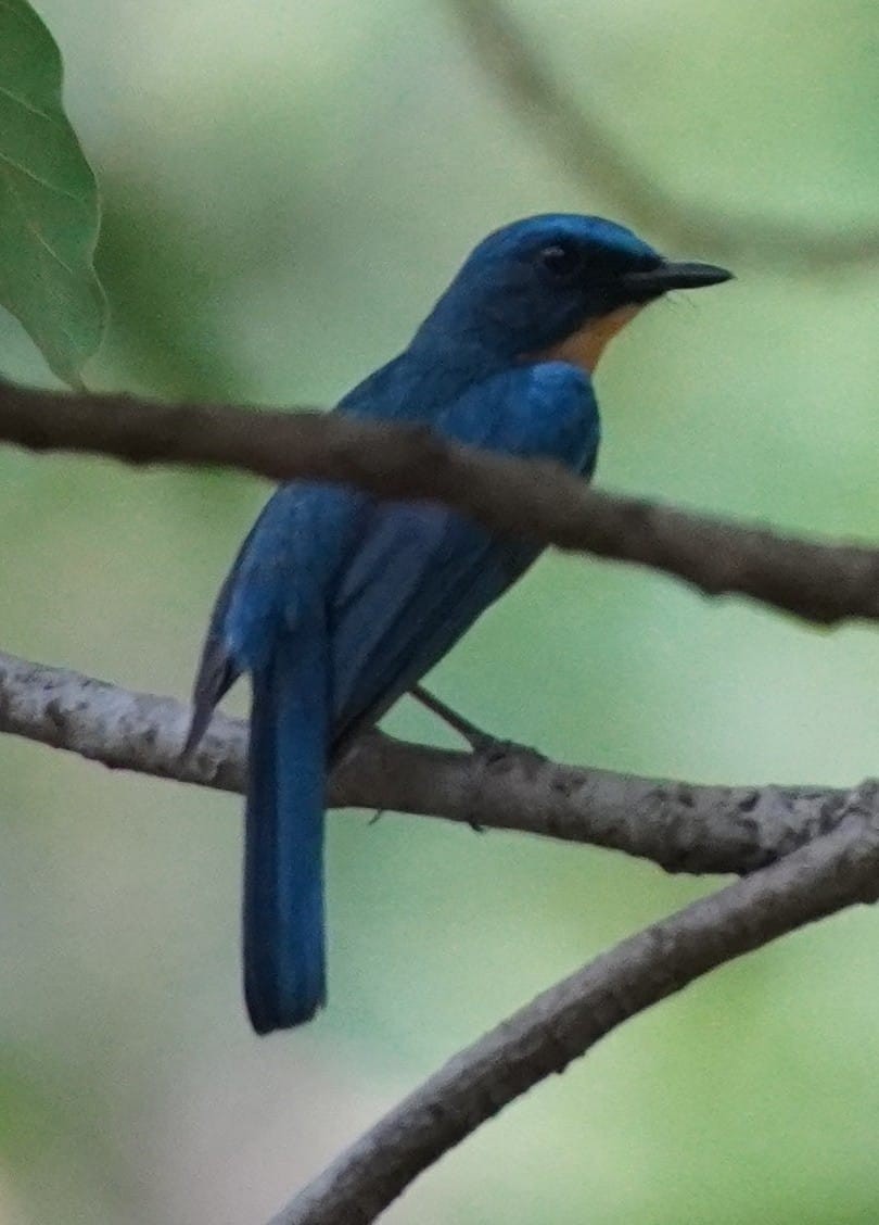 Tickell's Blue Flycatcher - ML620641305