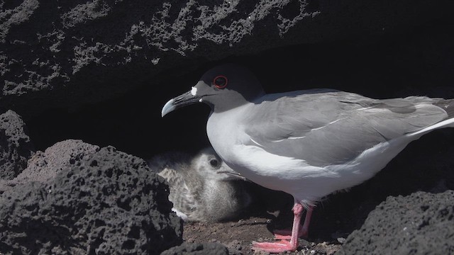 Mouette à queue fourchue - ML620641306