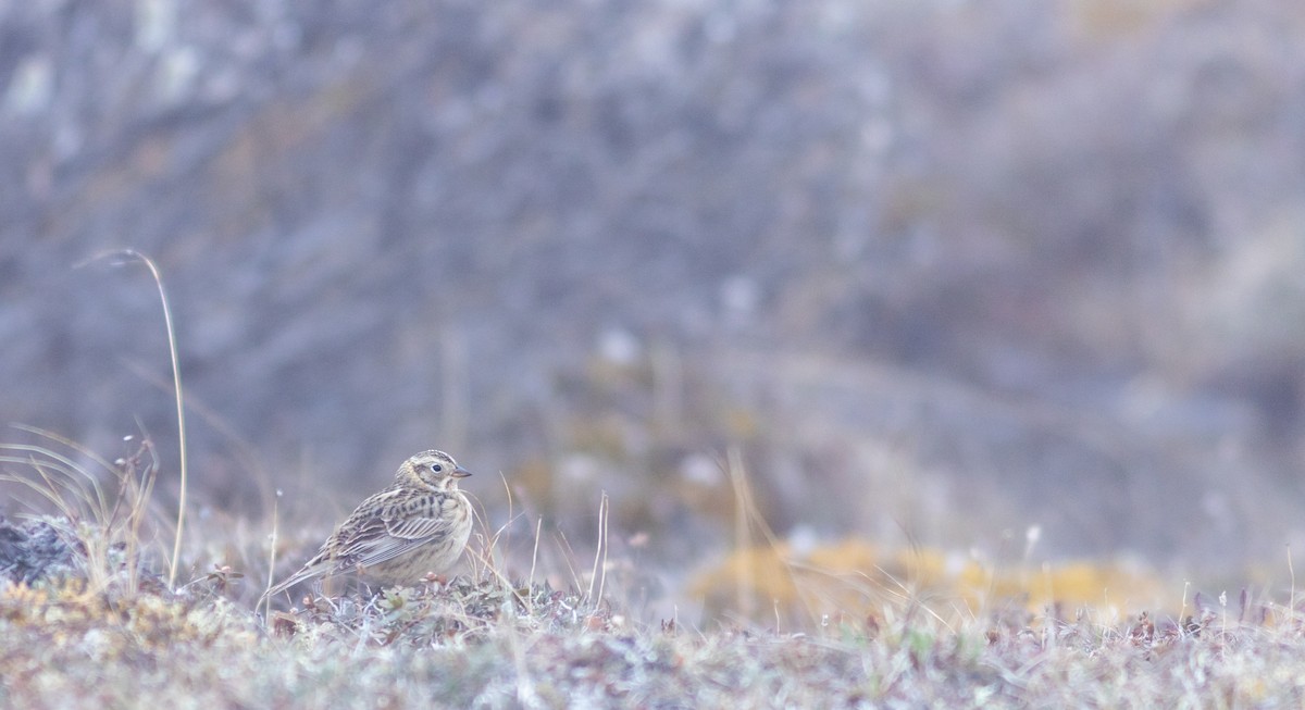 Smith's Longspur - ML620641307