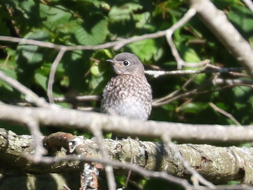 Eastern Bluebird - ML620641308