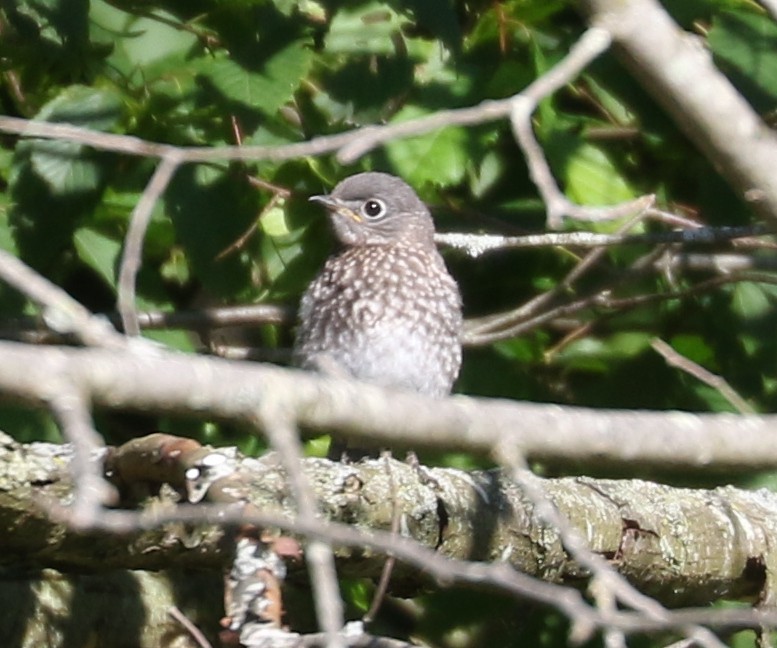 Eastern Bluebird - ML620641309