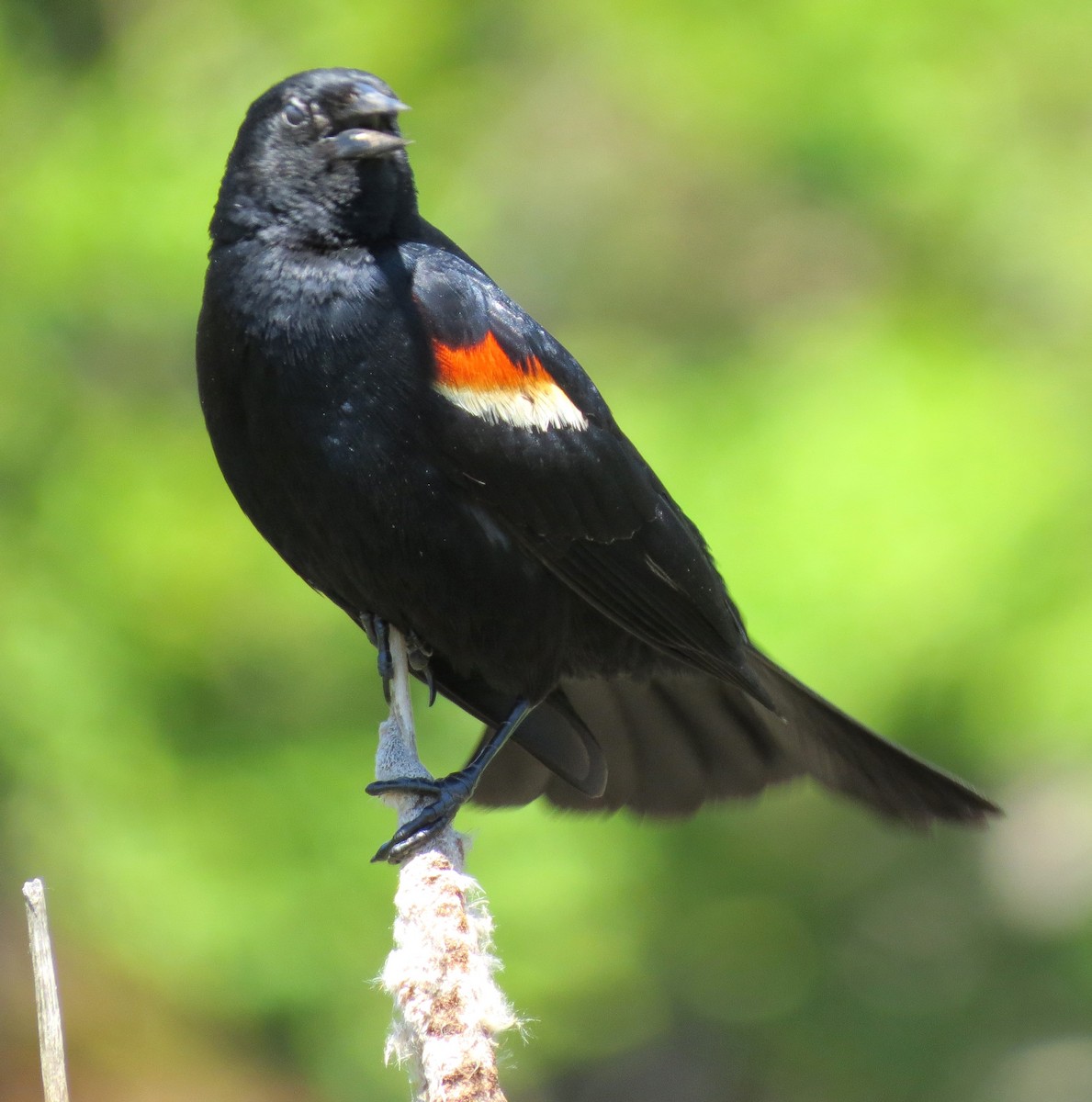 Red-winged Blackbird - ML620641310