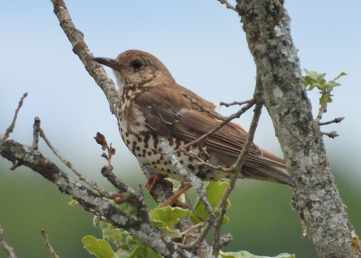 Mistle Thrush - ML620641313