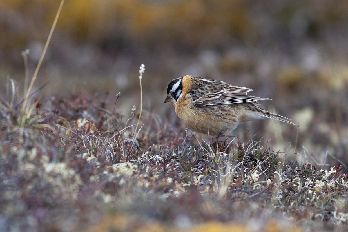 Smith's Longspur - Justin Saunders