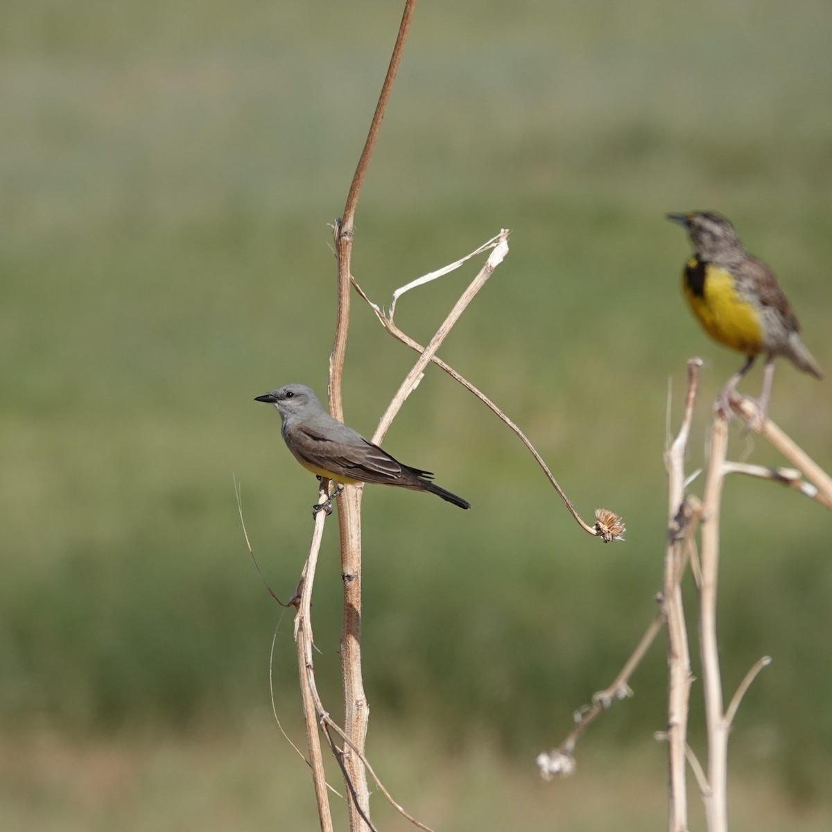 Western Kingbird - ML620641315