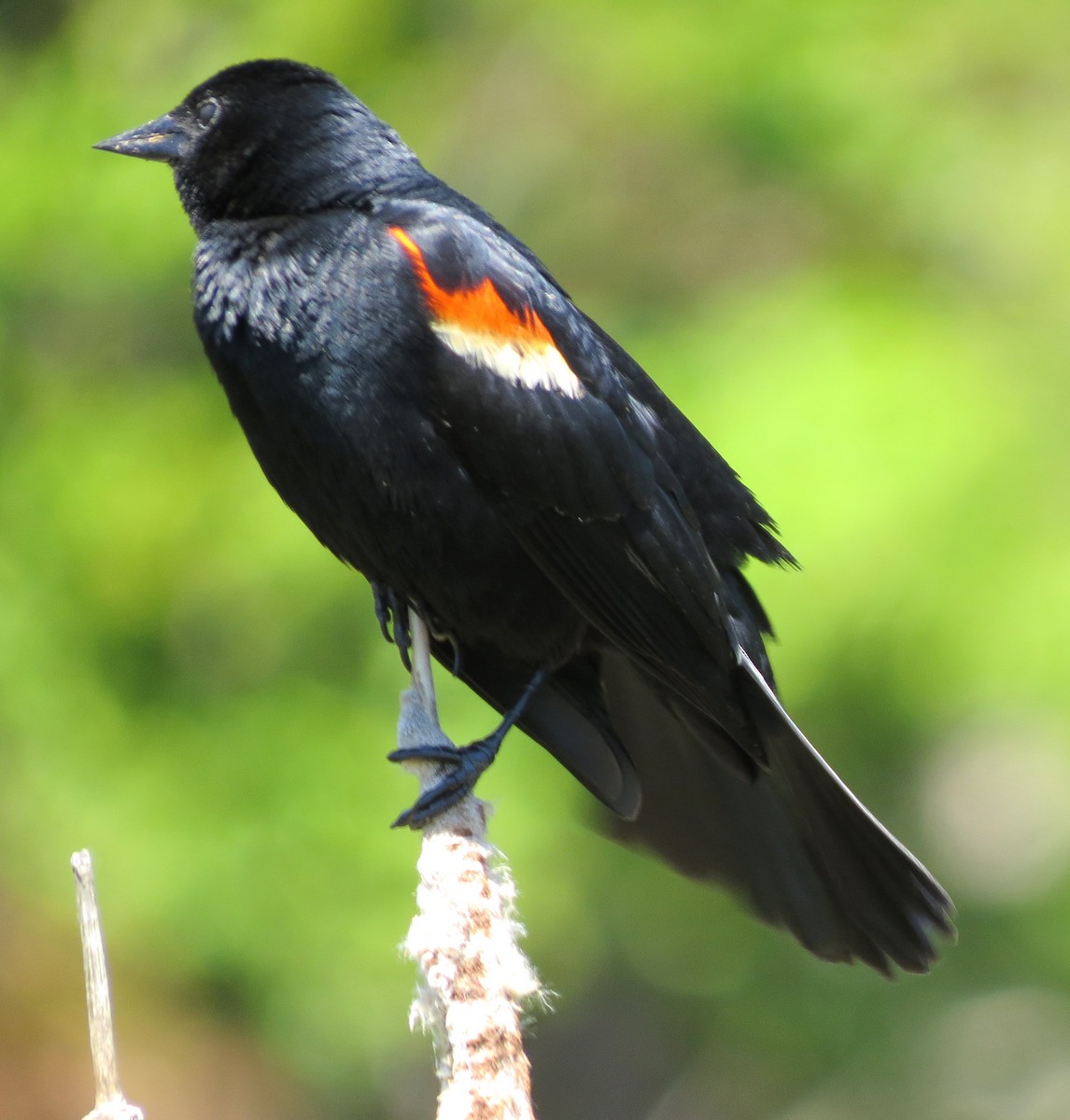 Red-winged Blackbird - ML620641318