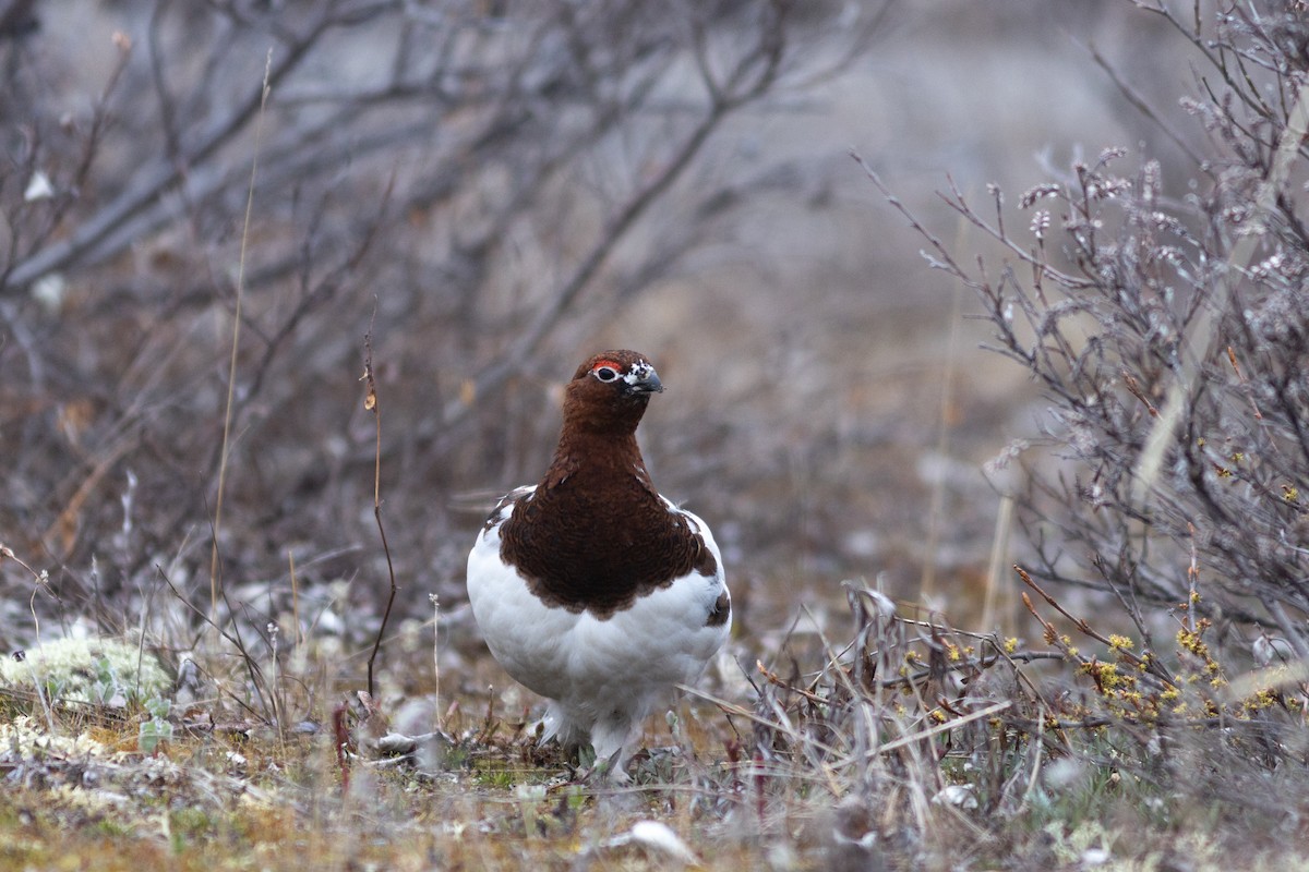 Willow Ptarmigan - ML620641319