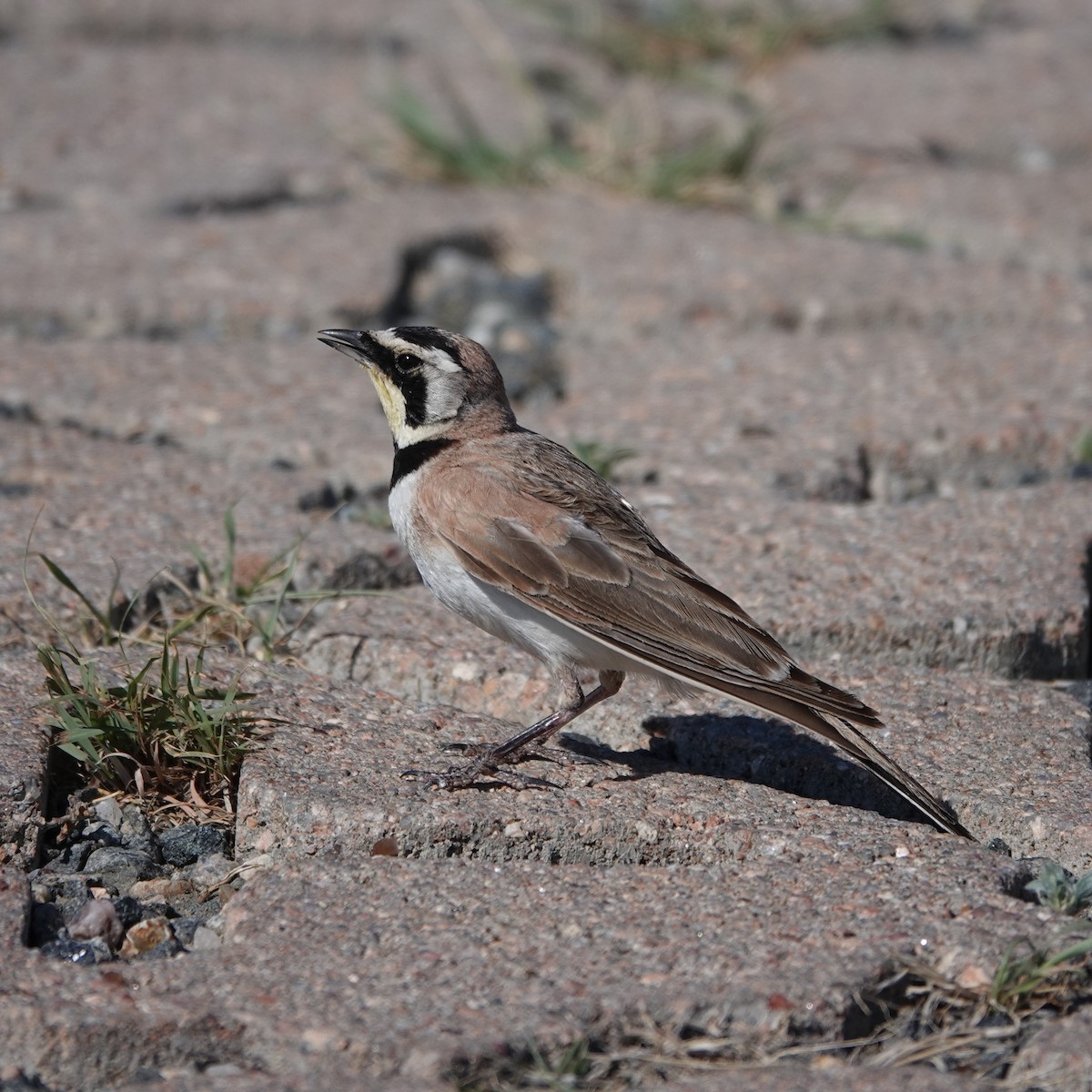 Horned Lark - ML620641321