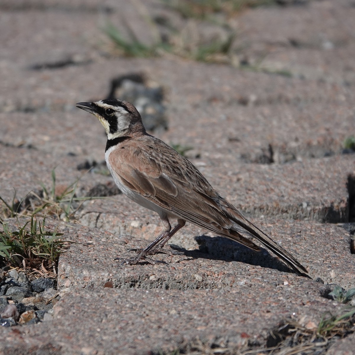 Horned Lark - ML620641322